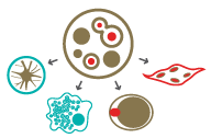 Able to differentiate into various types of cells