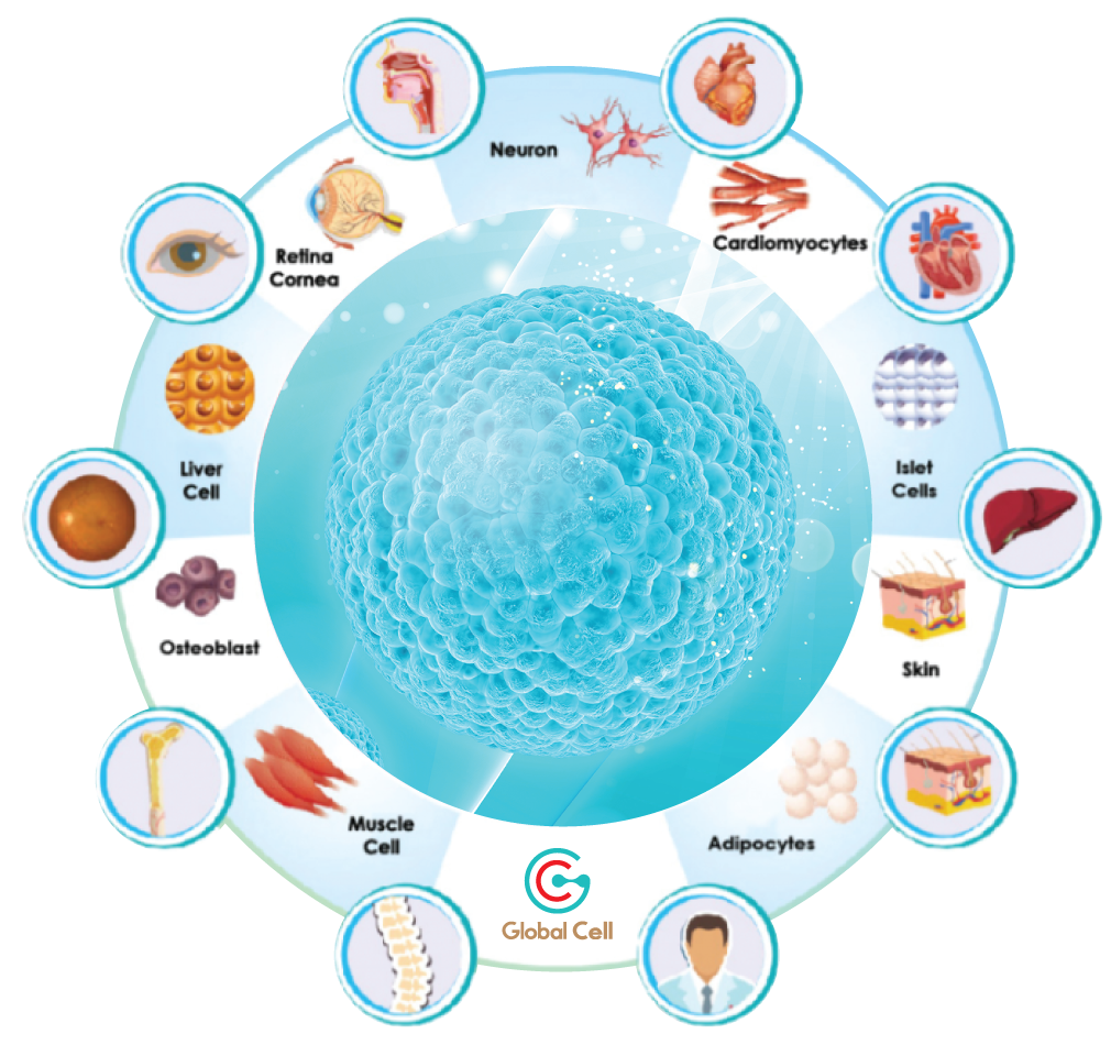 stem-cell-therapy-global-cell